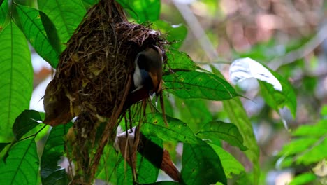 Ein-Nest,-Das-Im-Regenwald-Hängt,-Dann-Kommt-Der-Vogel,-Um-Nahrung-Zu-Liefern,-Und-Fliegt-Dann-Weg,-Silberbrust-breitschnabel,-Serilophus-Lunatus,-Kaeng-krachan-nationalpark,-Thailand