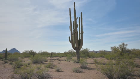 Tall-old-saguaro-in-the-Sonoran-Desert-in-Tucson,-day-time-hand-held-shot