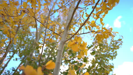 Yellow-Foliage-of-Aspen-Trees-in-Autumn-Season-Under-Blue-Sky,-Close-Up