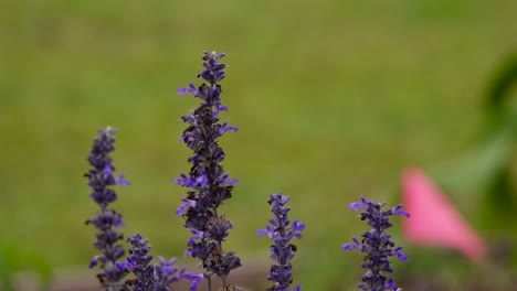 Lavender-Flowers-on-a-windy-day