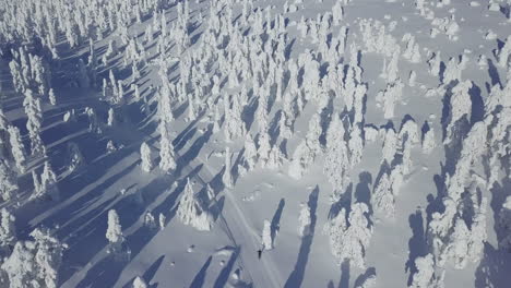 Aerial-shot-of-a-person-cross-country-skiing-in-the-middle-of-snow-covered-trees