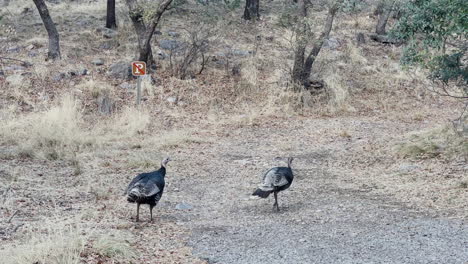 Two-wild-Arizona-turkeys-walk-around-leisurely-in-nature