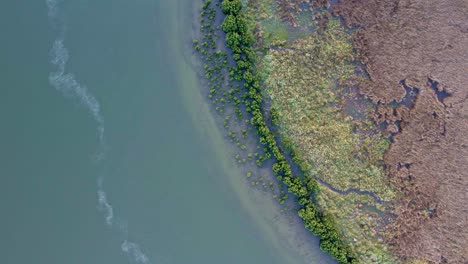 Drone-view-looking-directly-below-at-different-vegetation-types-and-water-in-Lake-Connewarre-near-Barwon-Heads,-Victoria,-Australia