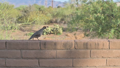 Single-male-Gambel's-quail-in-backyard,-walking-on-a-brick-wall