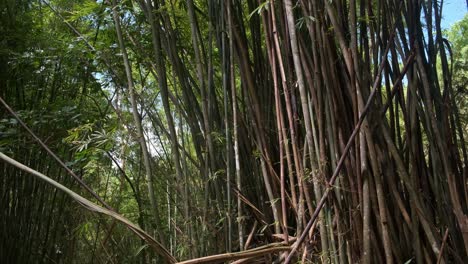 wide-angle-tilt-down-footage-of-Bamboo-plants-with-dense-foliage-and-branch