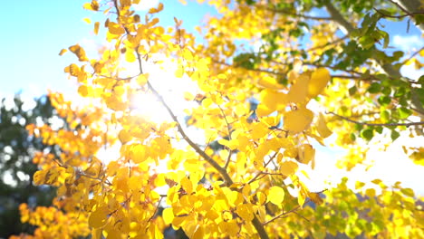 Gelbe-Espenblätter-Und-Ast-An-Einem-Sonnigen-Herbsttag-Mit-Sonne-Im-Gegenlicht