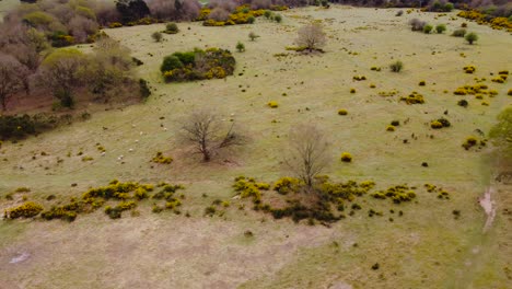 Aerial-view-rotating-shot-of-four-trees-shedding-their-yellow-leaves-over-green-grass-indicating-autumn-season-in-Thetford-norfolk,UK
