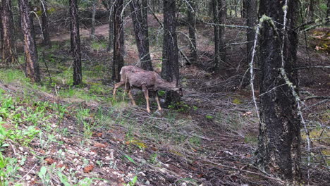 Mule-deer-with-shaggy-winter-coat-eats-green-twigs-in-open-forest