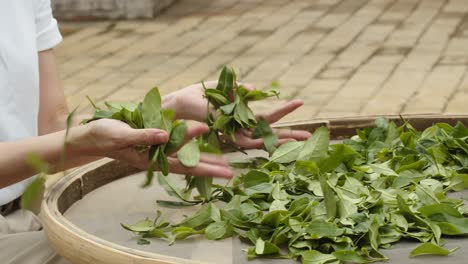 Laying-out-freshly-picked-green-Chinese-tea-leaves-on-pad-for-drying-process