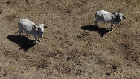 Drohne-Fliegt-über-Ein-Paar-Kühe,-Die-Friedlich-Auf-Dem-Feld-Grasen