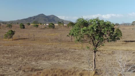 árbol-Sacudido-Por-El-Viento-Con-Molino-De-Viento-En-El-Fondo,-Campo-De-San-Lorenzo