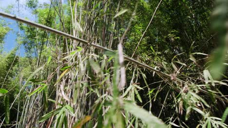 Dolly-Weitwinkelaufnahmen-Von-Bambuspflanzen-Mit-Dichten-Laubzweigen