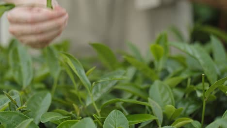 Close-up-on-Asian-woman-hand-picking-up-fresh-green-tea-leave-at-tea-plantation-terrace