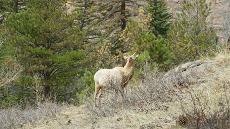 Lonely-Mountain-Goat-In-Rocky-Mountains-Colorado-Alpine-Forest-Walking-Up-Dry-Hillside