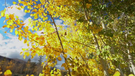 Gelbe-Espenbaumblätter-An-Sonnigen-Herbsttagen,-Nahaufnahme