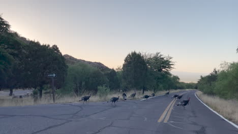 Wild-turkeys-leisurely-cross-a-road,-car-has-to-stop-for-them