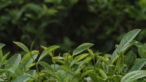 Close-up-on-woman’s-hand-picking-up-fresh-green-tea-leave-at-tea-plantation-terrace