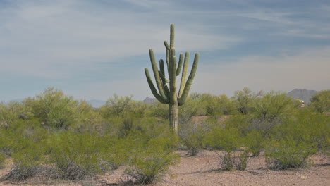 Old-Saguaro-Cactus-with-many-arms-standing-alone-in-desert-landscape