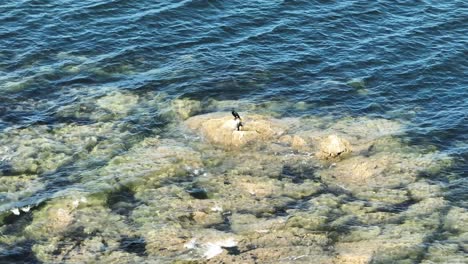 Static-Shot-Of-A-Phalacrocorax-Or-Cormorant-Standing-On-A-Rock-While-Being-Observant