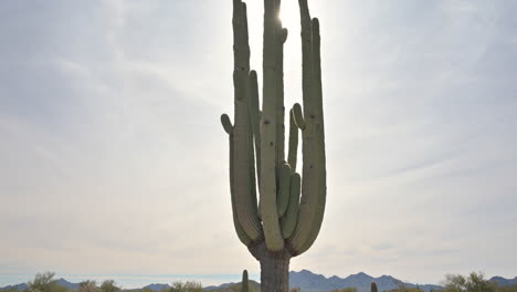 Tilt-up-shot-of-gigantic-old-Saguaro-cactus-standing-tall-in-Arizona-desert-with-sun-peaking-through-arms