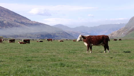 Cows-on-a-grass-field-close-to-Rob-Roy-Glacier-at-Wanaka,-New-Zealand