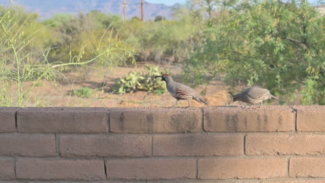 Male-and-female-quail-on-brick-wall,-pecking-at-seeds