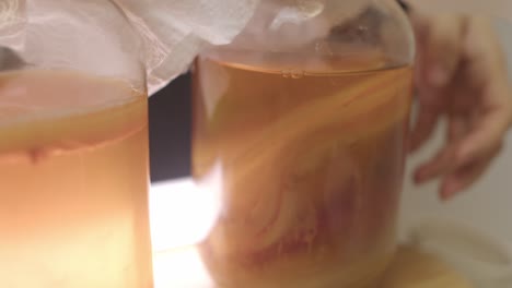 Three-different-stages-of-SCOBY-bacteria-culture-growth-inside-glass-jars