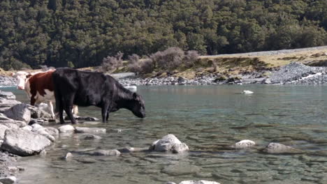 Slowmotion-shot-of-cows-drinking-from-the-fresh-Rob-Roy-Glacier-water-at-Wanaka,-New-Zealand