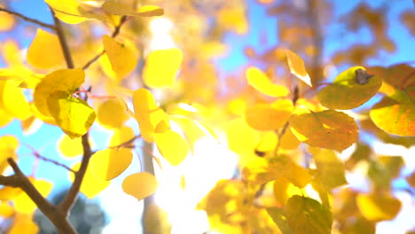 Yellow-Aspen-Tree-Leaves,-Close-Up