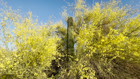 Saguaro-Kaktus,-Umgeben-Von-Leuchtend-Gelben-Palo-Verde-Bäumen-In-Voller-Blüte
