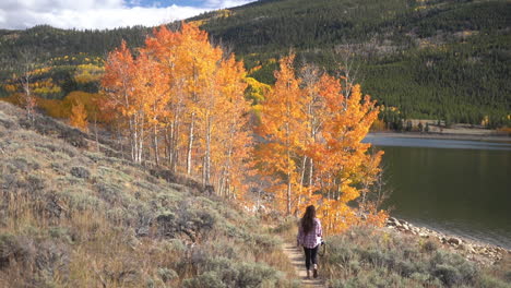 Young-Woman-Walking-on-Coast-of-Lake-With-Orange-Aspen-Trees-in-Early-Autumn-60fps