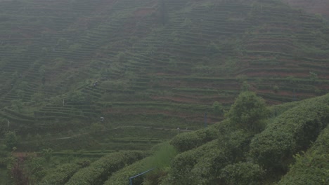 Chinese-tea-plantation-farmers-walking-down-the-slope-of-tea-terraces-on-a-rainy-day