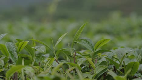 Rain-drops-fall-on-fresh-green-tea-leaves-on-a-mountain-terrace-in-China