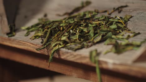 Chinese-green-tea-leaves-fall-down-out-of-tray-of-traditional-leaves-rolling-machine