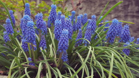 Vibrant-blue-Grape-Hyacinth-blooms-blow-gently-in-summer-breeze