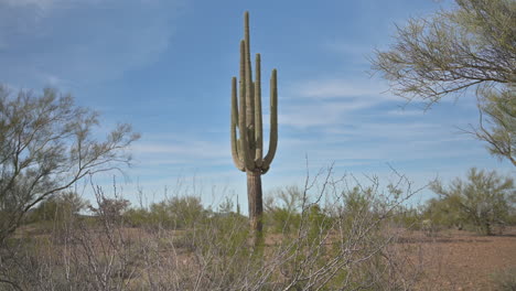 Large-single-Saguaro-cactus-surrounded-by-foliage,-selective-focus