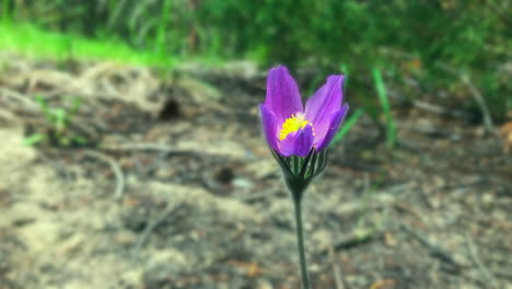Dreamy,-selective-focus-purple-crocus-flower-blows-in-gentle-breeze