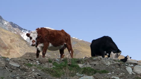 Cows-standing-on-a-mountain-cliff-close-to-Rob-Roy-Glacier-at-Wanaka,-New-Zealand