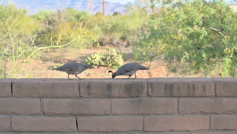 Cute-quail-bird-couple-eat-seeds-left-on-wall-in-backyard