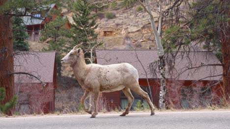 Colorado-Mountain-Goat-Walking-On-Countryside-Road