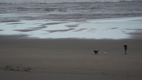 Ein-Mädchen-Und-Ihre-Zwei-Hunde,-Die-An-Einem-Strand-Spazieren-Gehen-Und-Spielen
