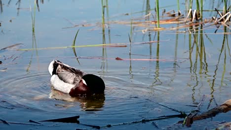 single-mallard-duck-near-the-shore-of-a-lake