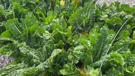 Green-chard-growing-in-a-raised-garden-bed