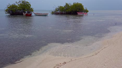 Small-fishing-boats-anchored-among-mangrove-trees-at-Corbanitos-Beach,-Peravia-in-Dominican-Republic