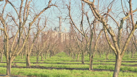 Rows-of-leafless-fruit-trees-in-California-on-a-rural-farm