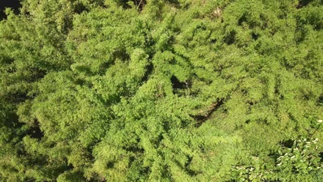 Luftaufnahme-Von-Oben-Nach-Unten-Von-Bambuspflanzen,-Die-Sich-Im-Wind-Wiegen