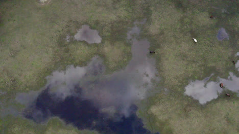 Aerial:-Top-down-flying-high-over-a-flooded-field-with-horses-in