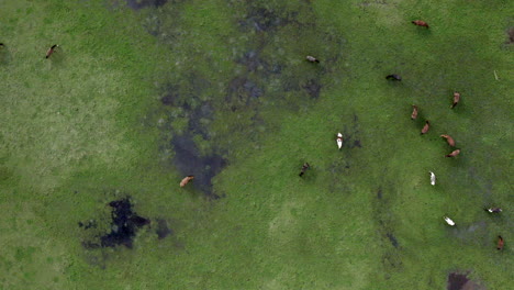 Aerial:-Top-down-flying-forwards-over-a-field-of-horses-grazing-in-a-field