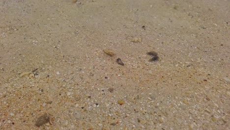 Einsiedlerkrebse-Unter-Der-Oberfläche-Von-Transparentem-Meerwasser,-Corbanitos-Beach-In-Der-Dominikanischen-Republik
