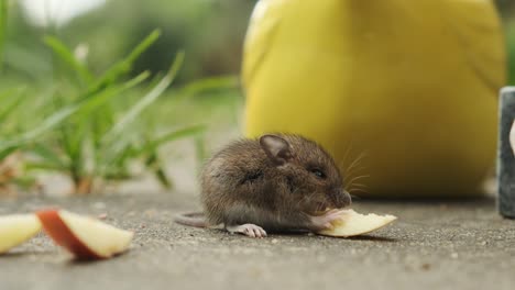 Cute,-small-mouse-eating-apple-in-garden,-closeup